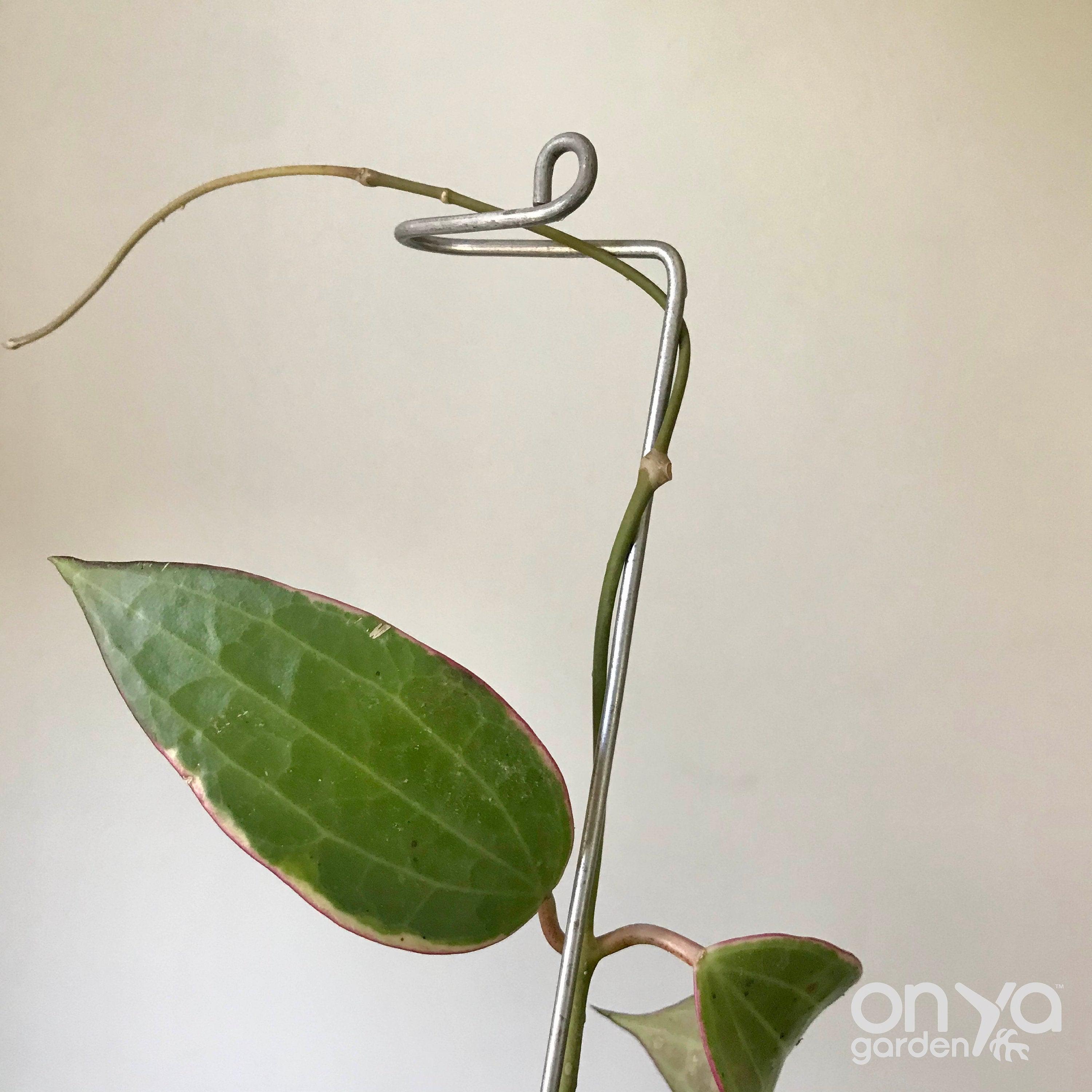 Steel Swizzle Plant Stick, Decorative Plant Stake
