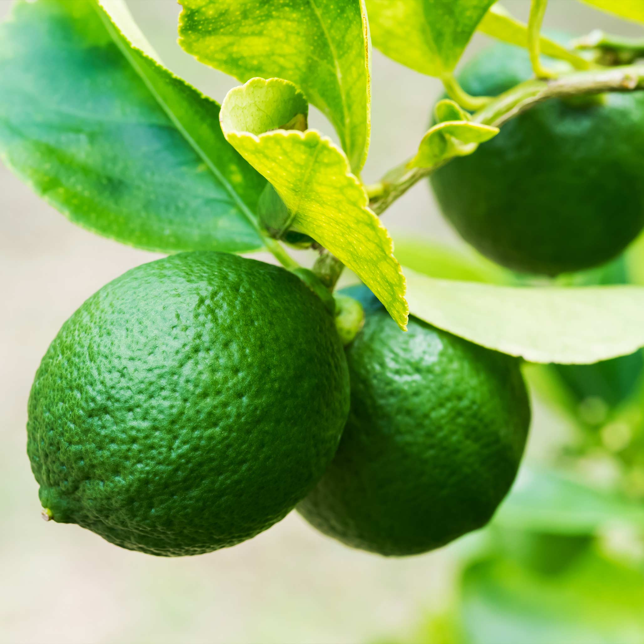 Green limes on a tree branch with leaves.  Henderson Garden supply