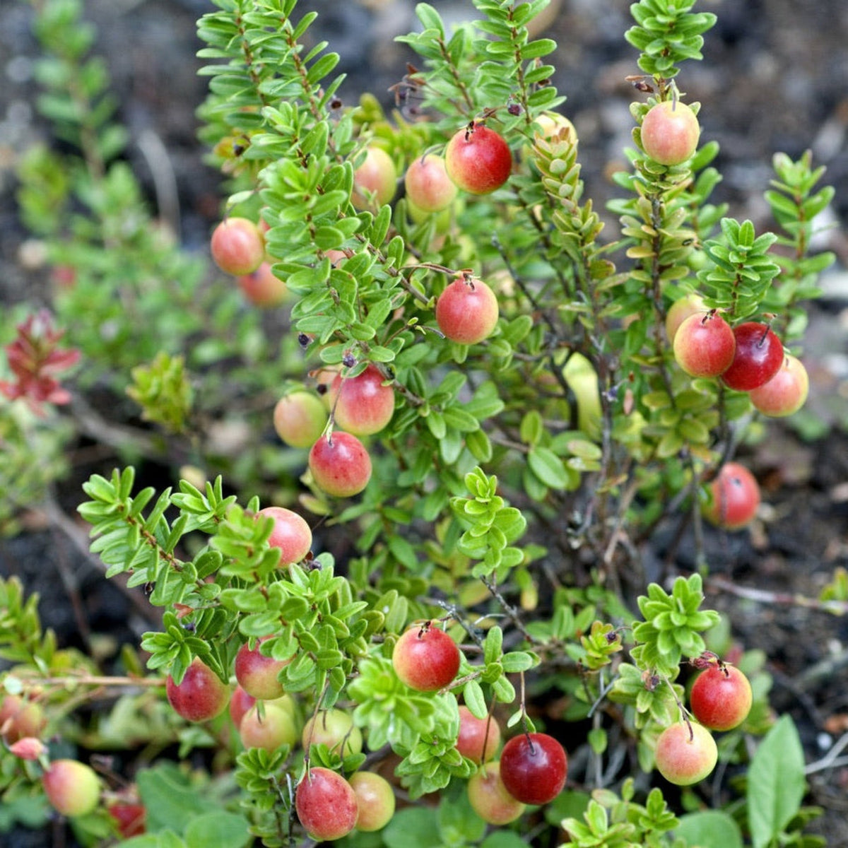 Lo-Hugger™ Cranberry – Native Edible Groundcover