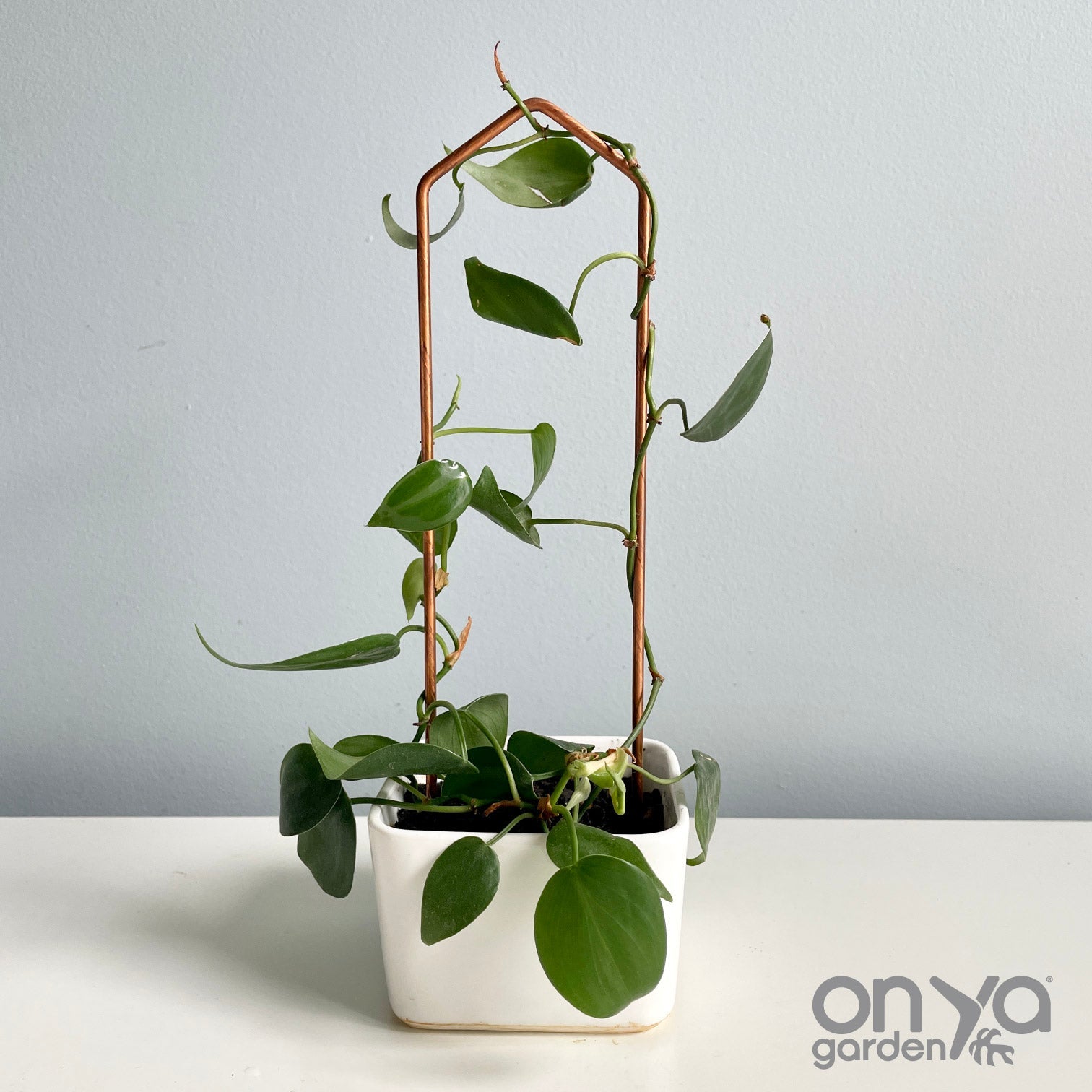 Copper Pointed Arch Trellis for House Plants, 4 Sizes Available