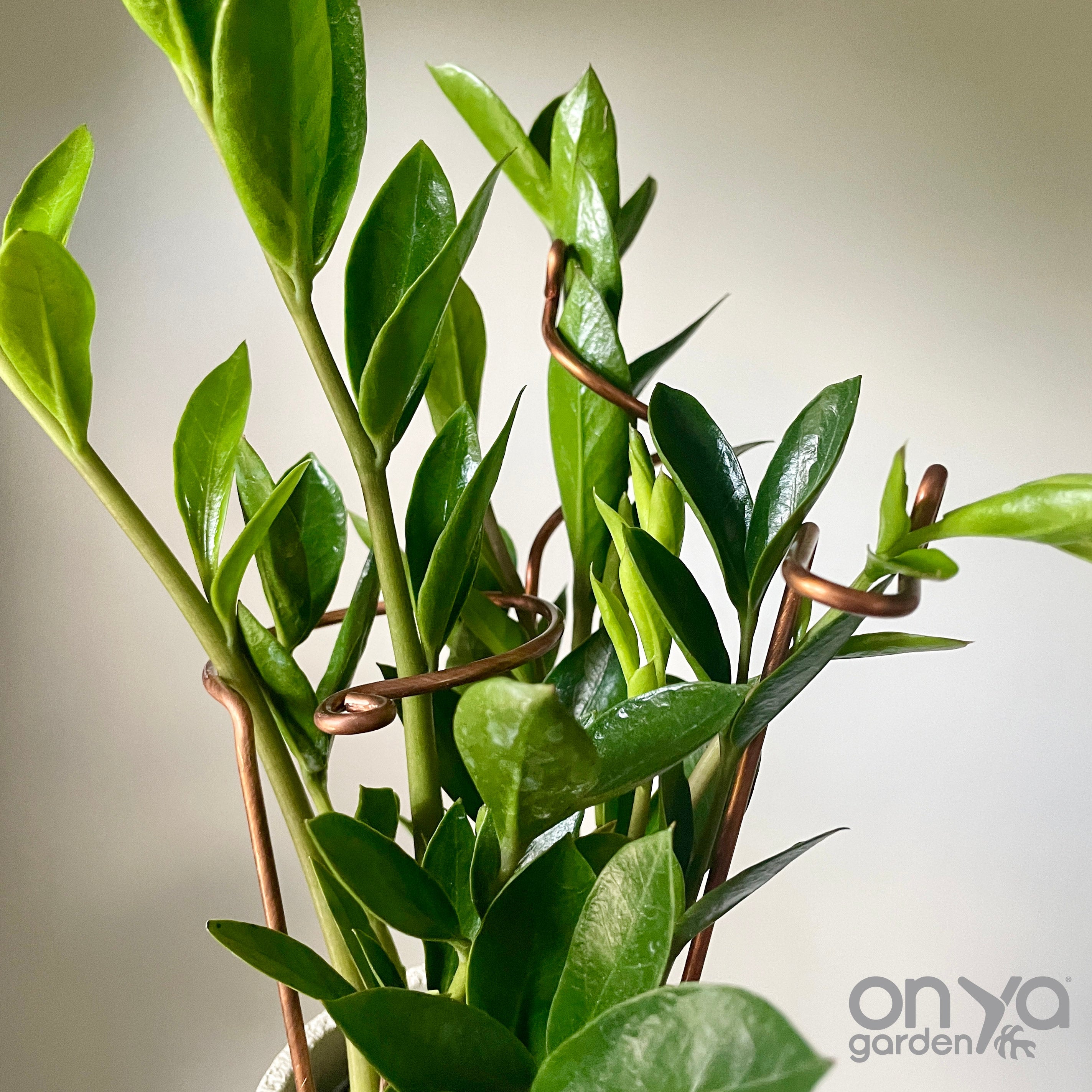 Copper Mini Stem Supports Plant Sticks, Set of 3