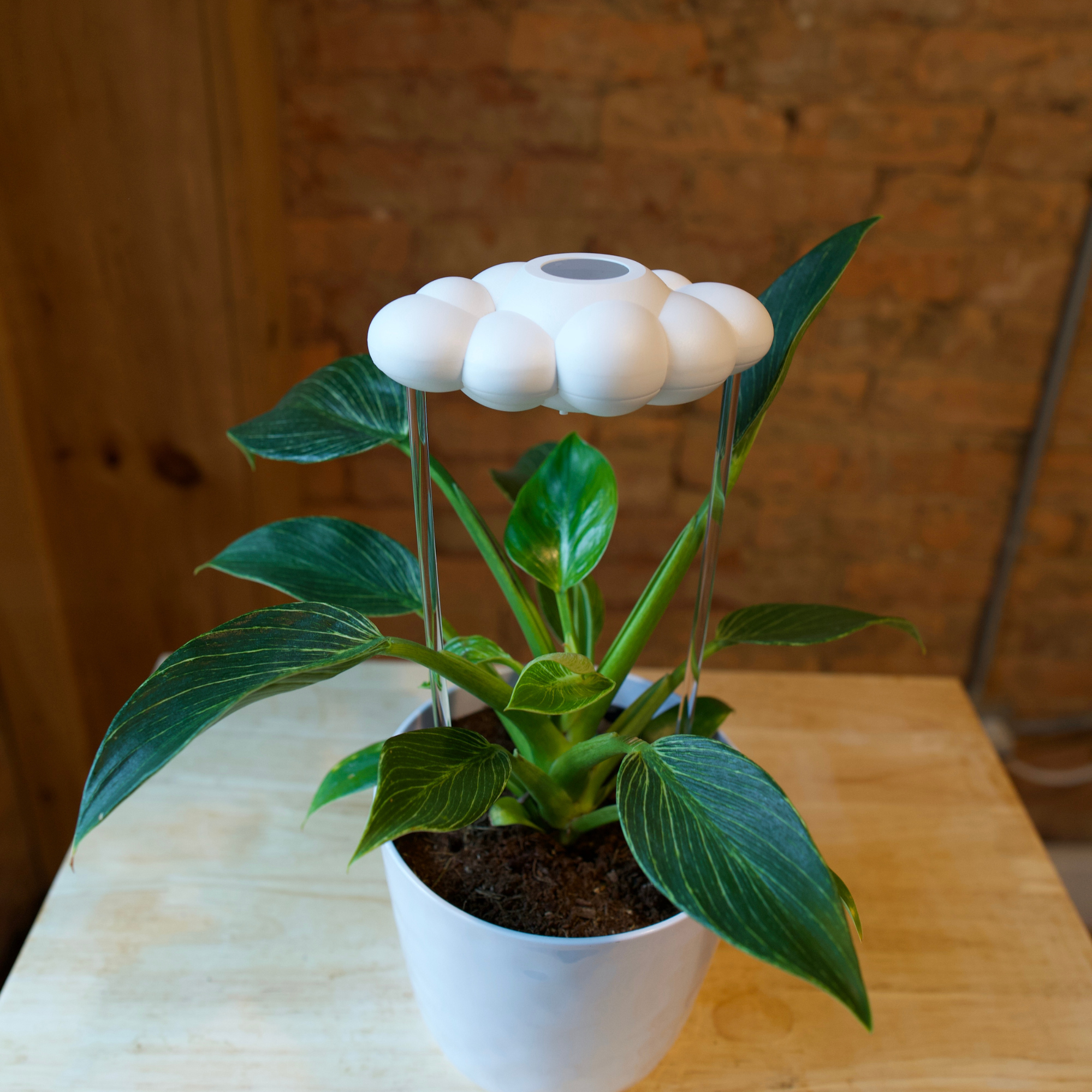 Original Dripping Rain Cloud