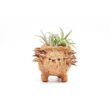 Baby hedgehog coco fiber succulent planter - Henderson Garden Supply