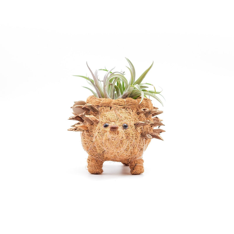 Baby hedgehog coco fiber succulent planter - Henderson Garden Supply