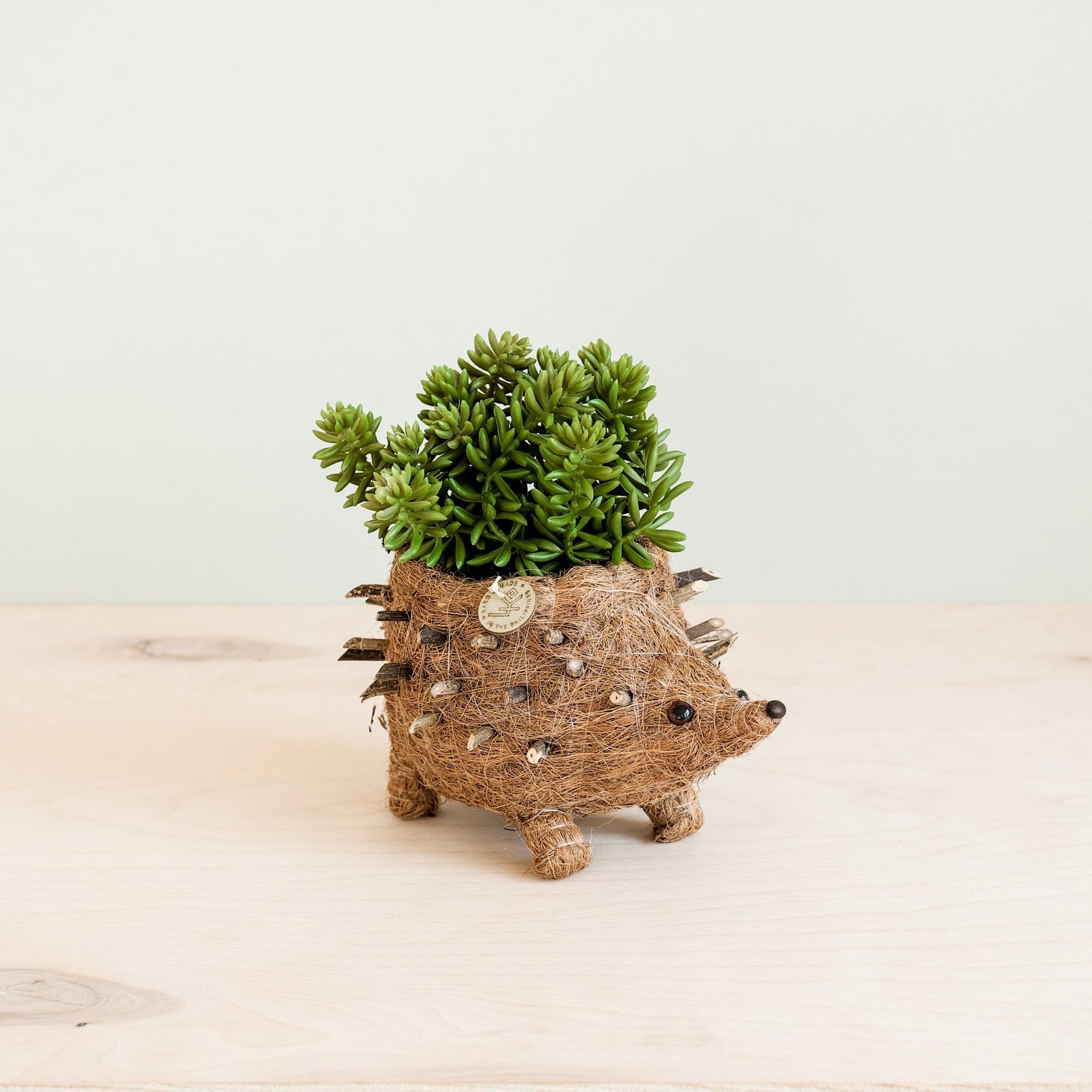 hedgehog plant hanger Hedgehog Succulent Planter Pot