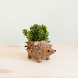 Baby hedgehog coco fiber succulent planter - Henderson Garden Supply