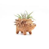 Baby hedgehog coco fiber succulent planter - Henderson Garden Supply