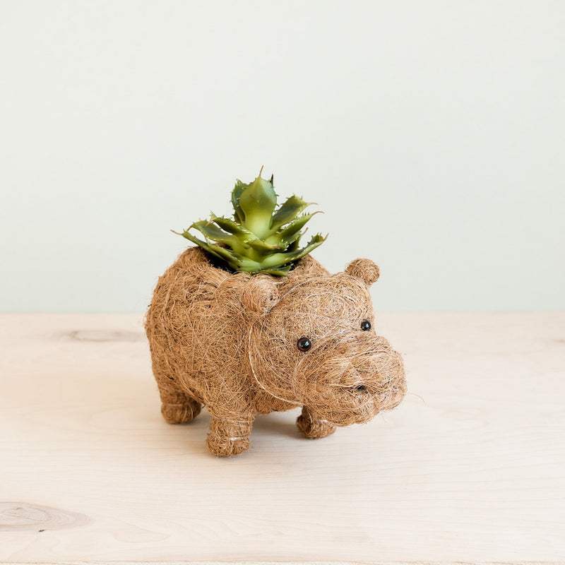 Baby Hippo Coco Fiber Planter - Henderson Garden Supply