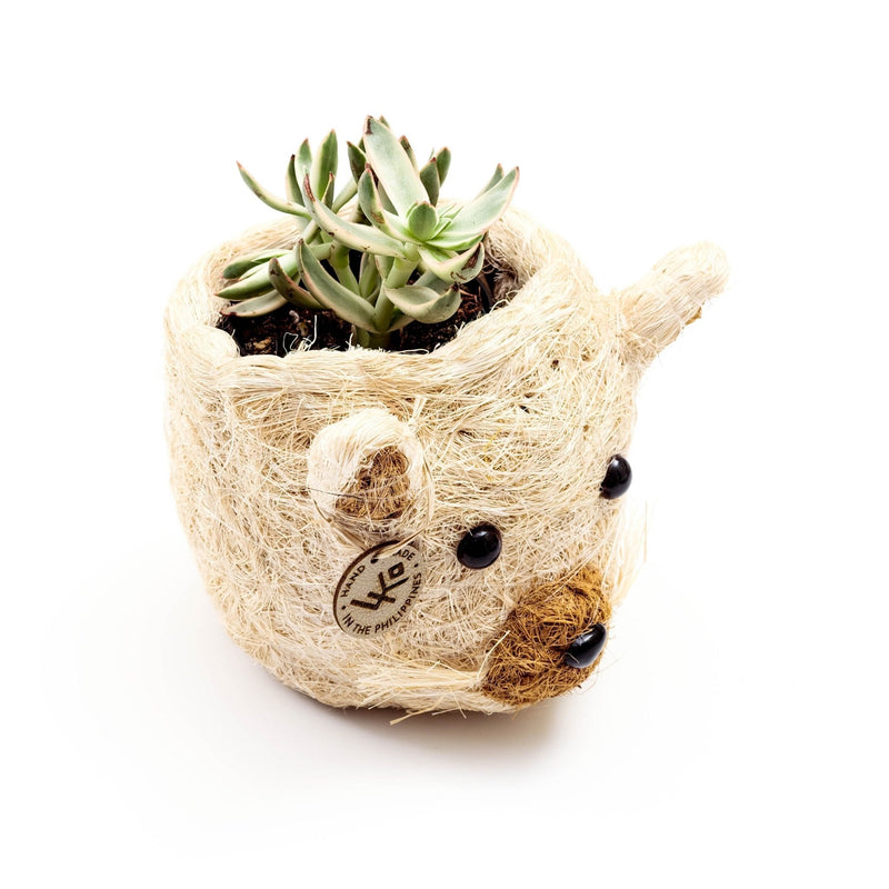 Cat coco fiber basket planter - Henderson Garden Supply