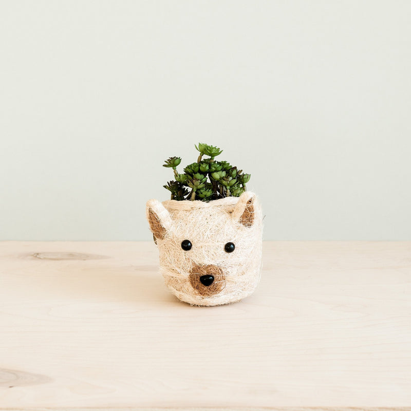 Cat coco fiber basket planter - Henderson Garden Supply