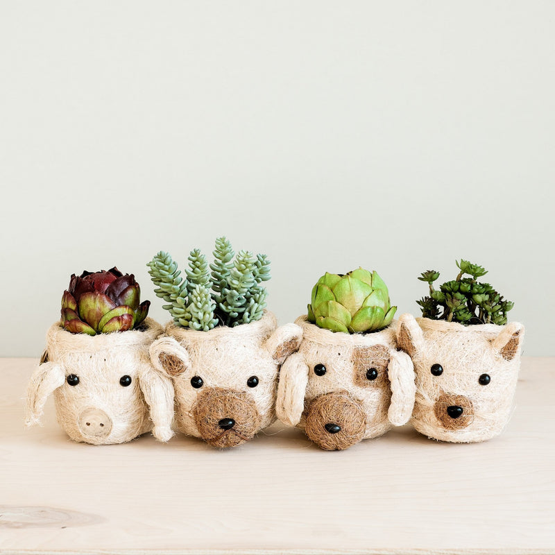 Dog Succulent planter basket - Henderson Garden Supply