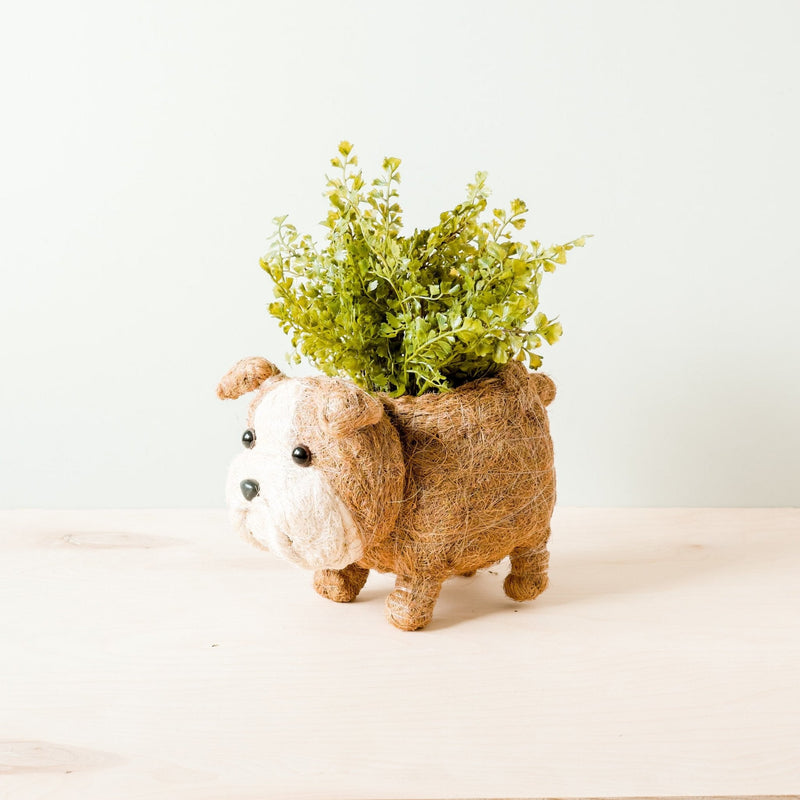 English Bulldog cooc fiber basket planter - Henderson Garden Supply