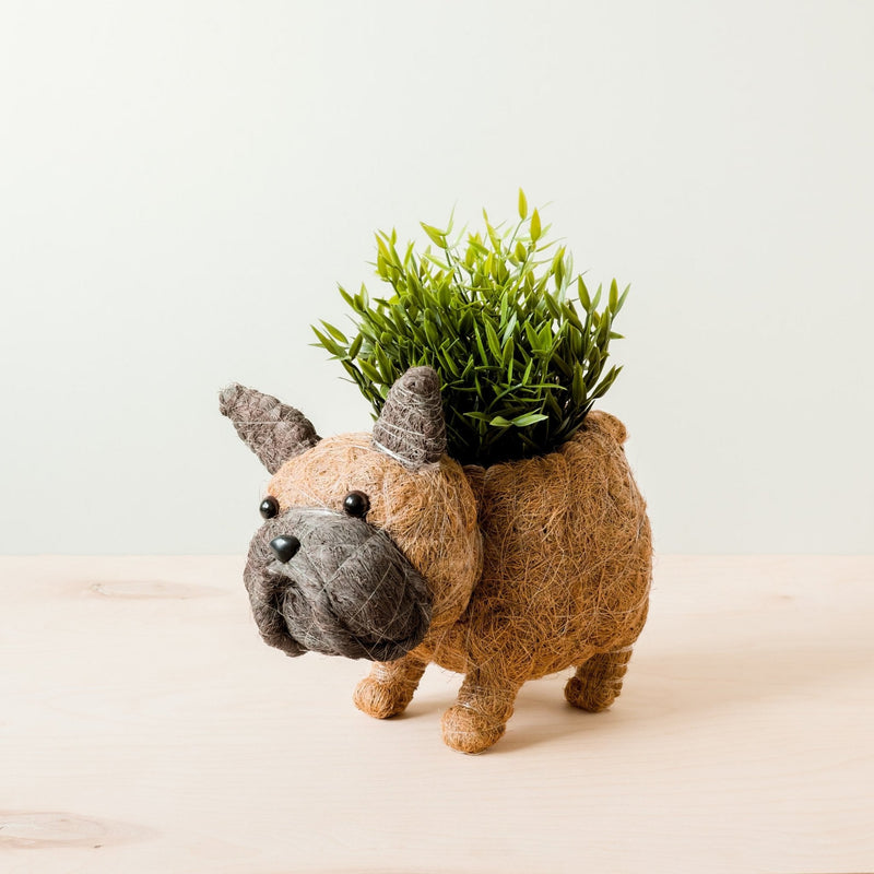 French Bulldog Coco Fiber Planter - Henderson Garden Supply