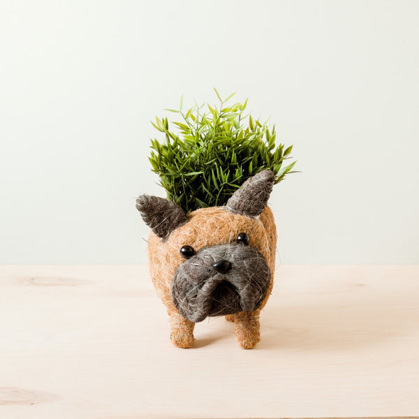 French Bulldog Coco Fiber Planter - Henderson Garden Supply