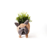 French Bulldog Coco Fiber Planter - Henderson Garden Supply