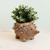 Hedgehog coco fiber basket planter - Henderson Garden Supply