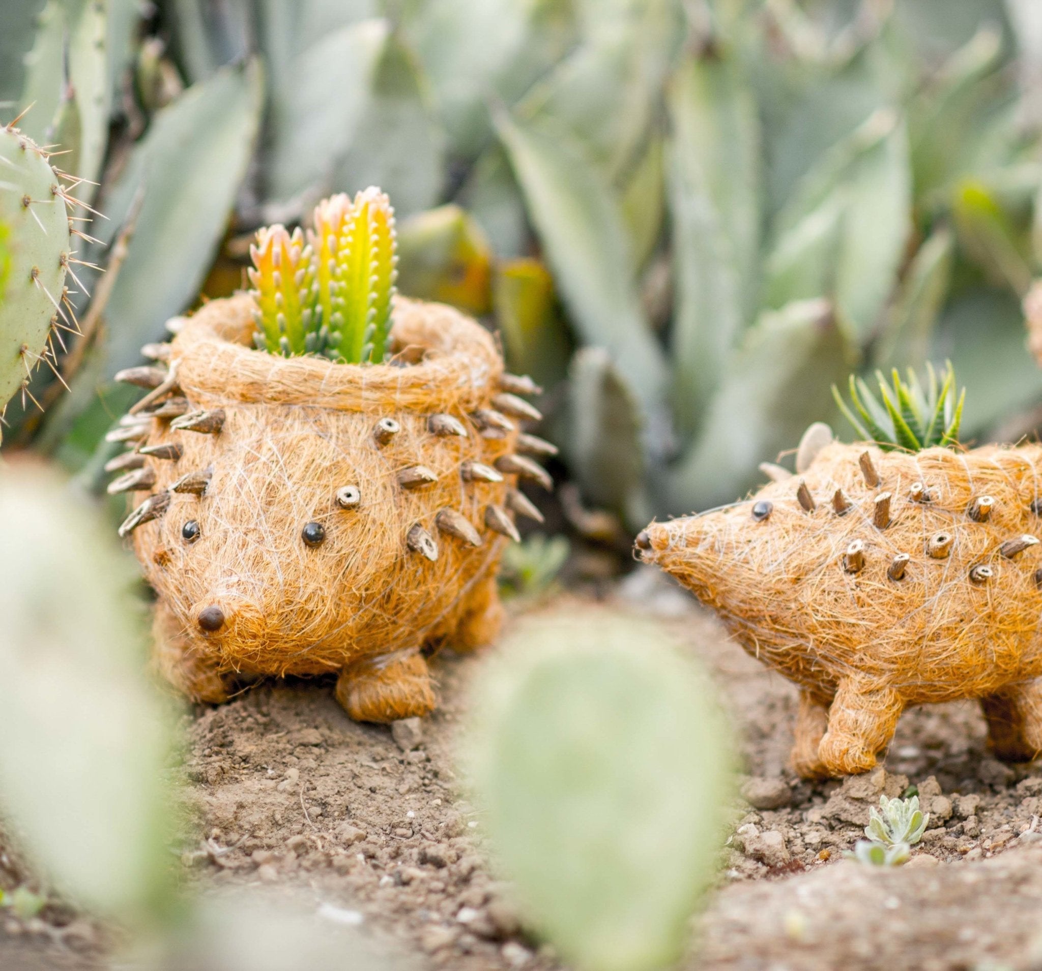 Hedgehog coco fiber basket planter - Henderson Garden Supply