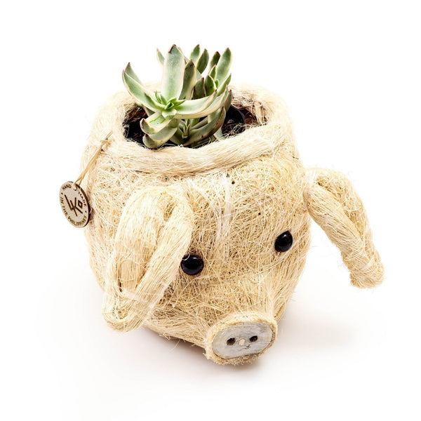 Pig coco fiber planter pot - Henderson Garden Supply