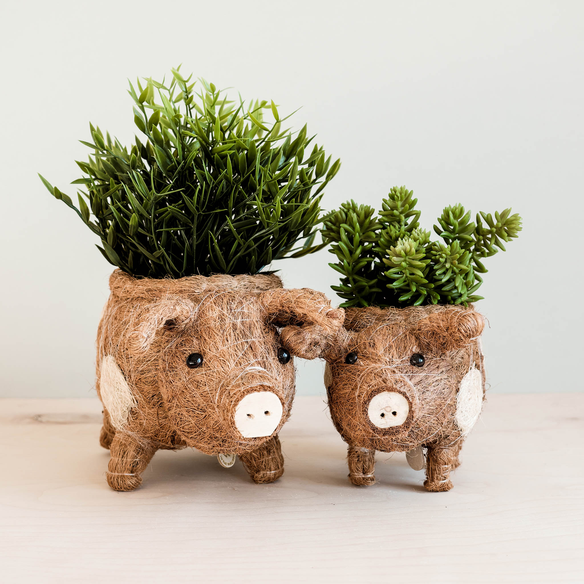 Pig Planter - Coco Coir Pots - Thumbnail 3