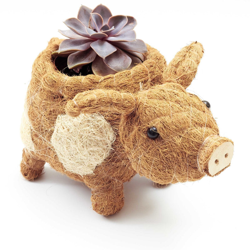 Pig coco fiber planter pot - Henderson Garden Supply