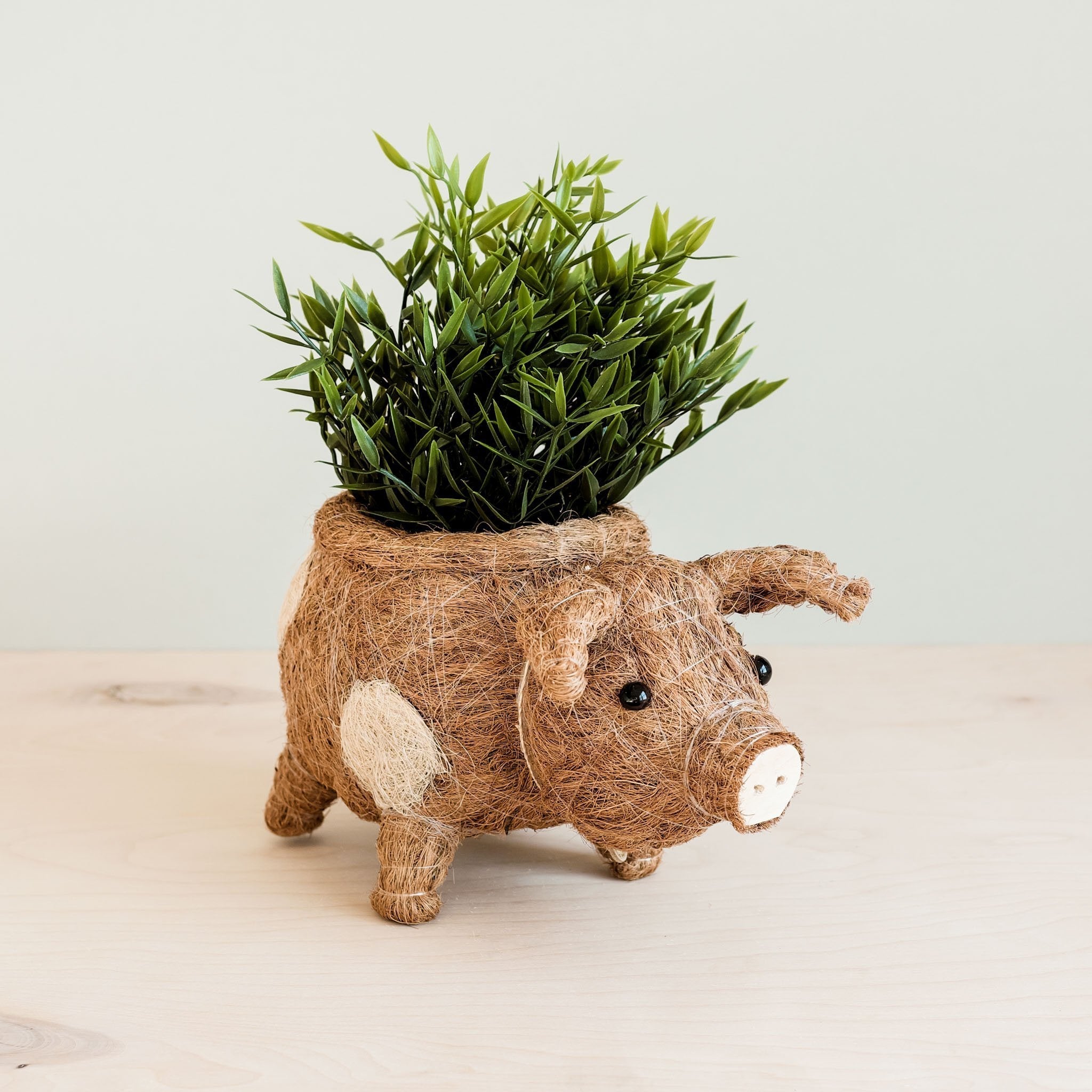 Pig Planter - Coco Coir Pots - Thumbnail 2