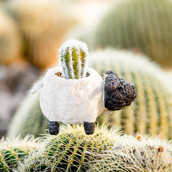 Sheep coco fiber planter pot - Henderson Garden Supply