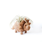 Triceratops Coco Fiber Planter - Henderson Garden Supply