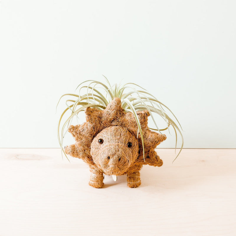 Triceratops Coco Fiber Planter - Henderson Garden Supply