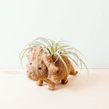 Triceratops Coco Fiber Planter - Henderson Garden Supply