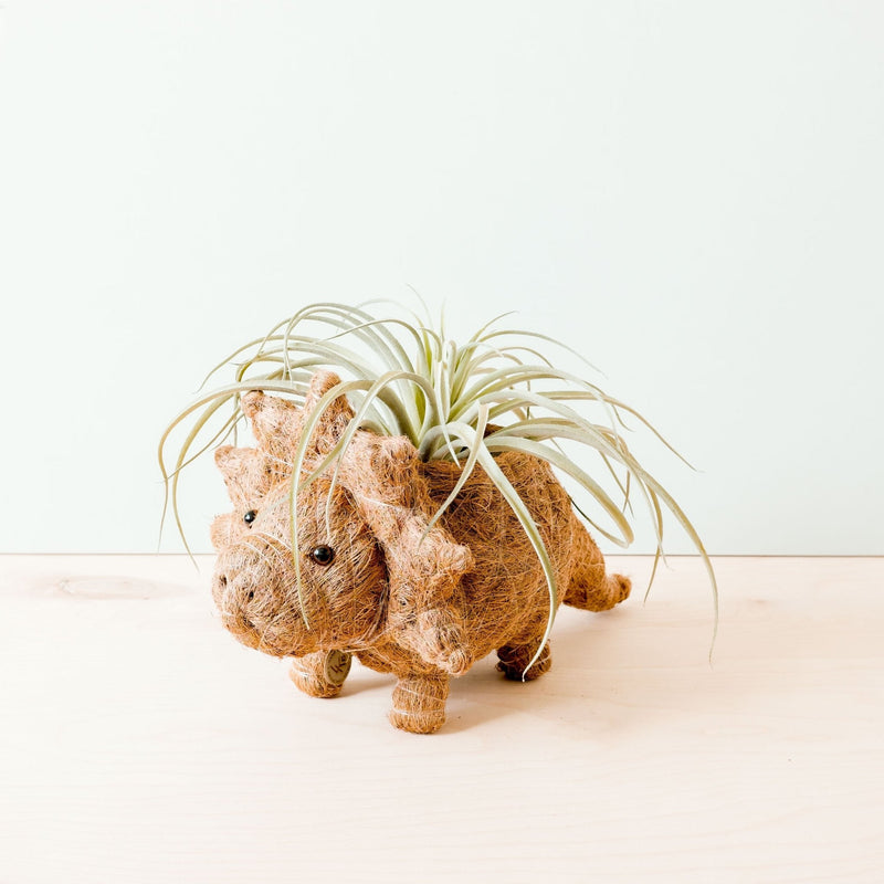 Triceratops Coco Fiber Planter - Henderson Garden Supply