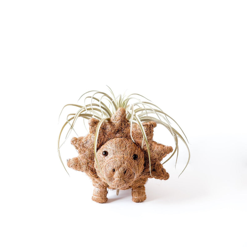 Triceratops Coco Fiber Planter - Henderson Garden Supply