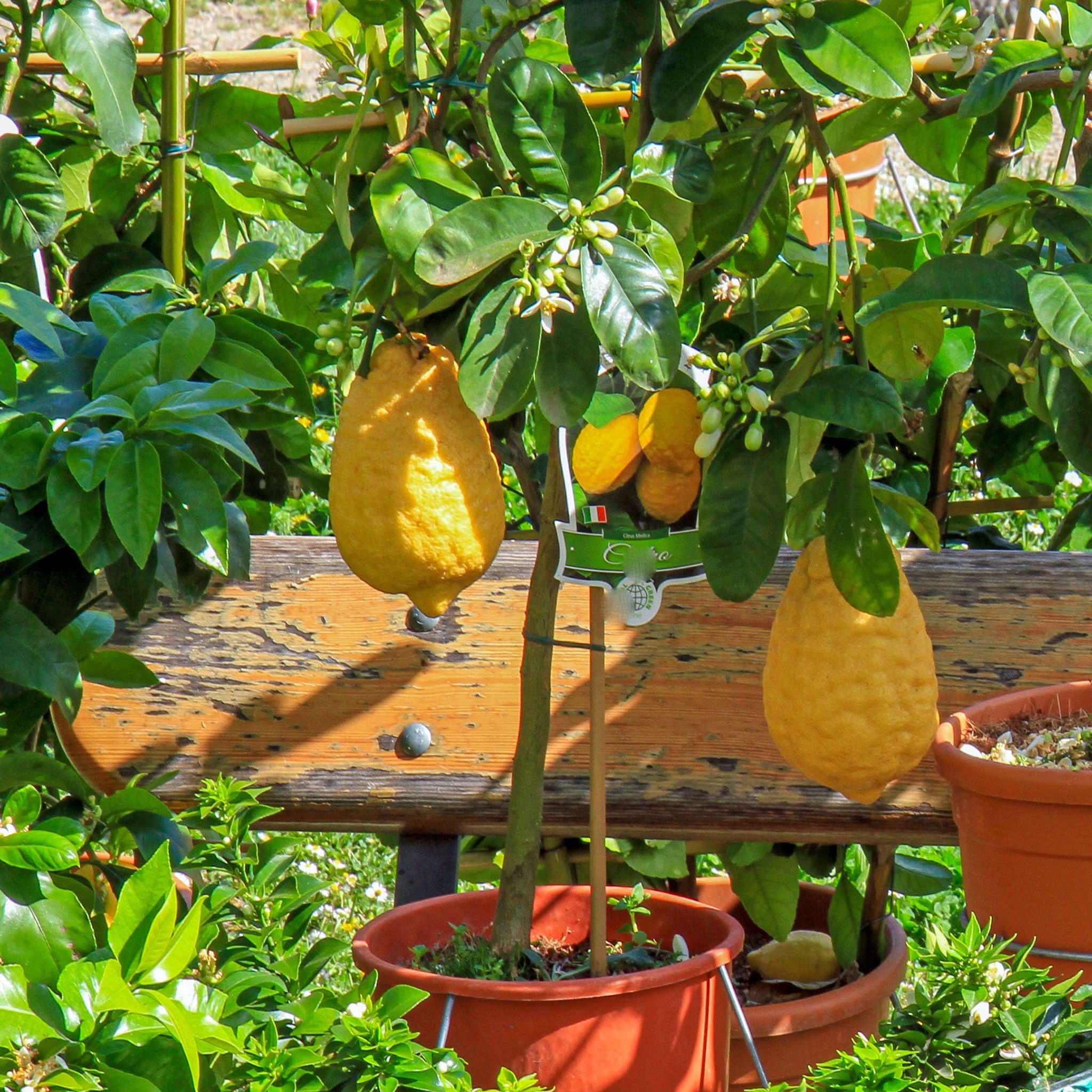 Potted lemon tree with lemons on a wooden table in a garden setting.  Henderson Garden Supply