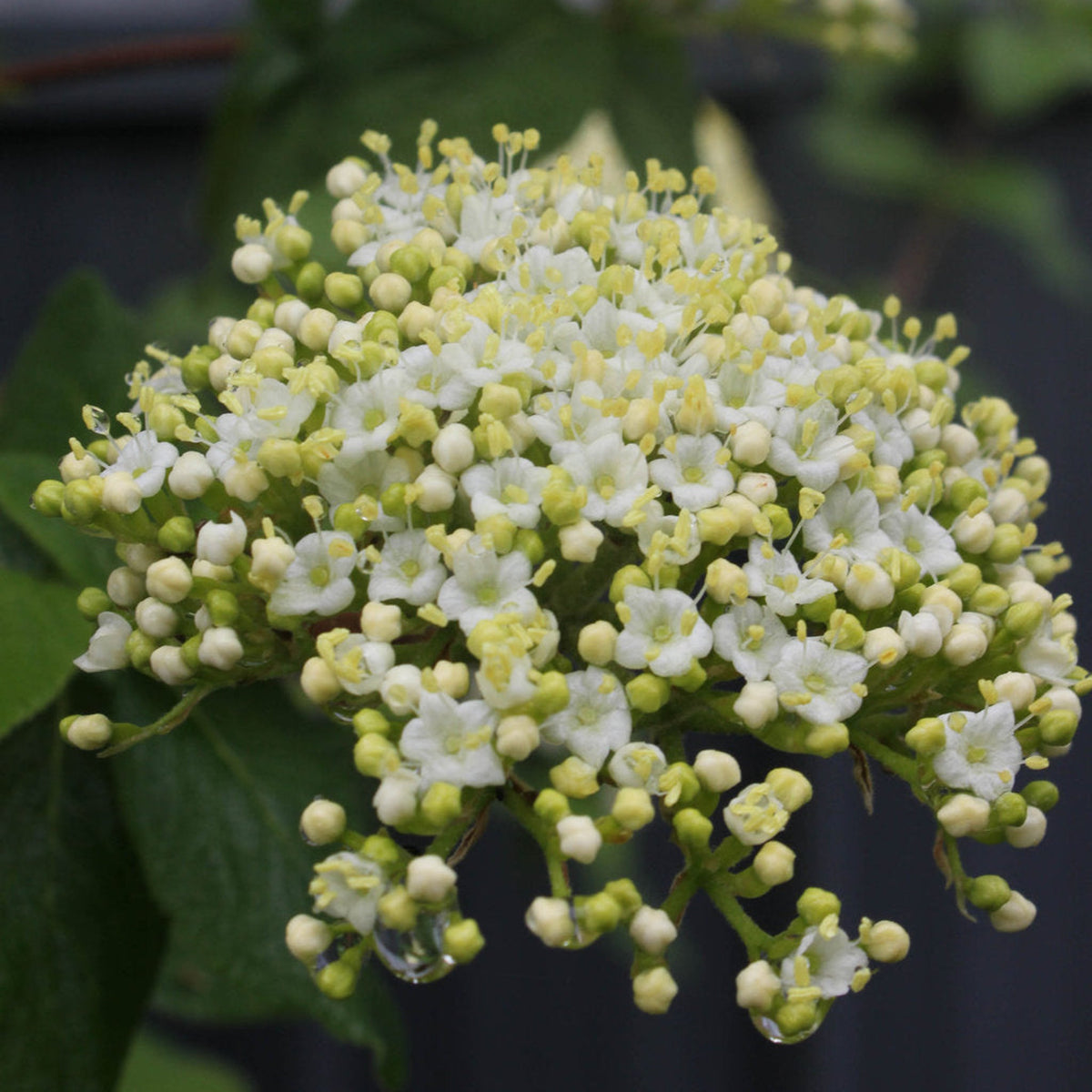 Red Balloon® Viburnum – White Flowers & Red Berries