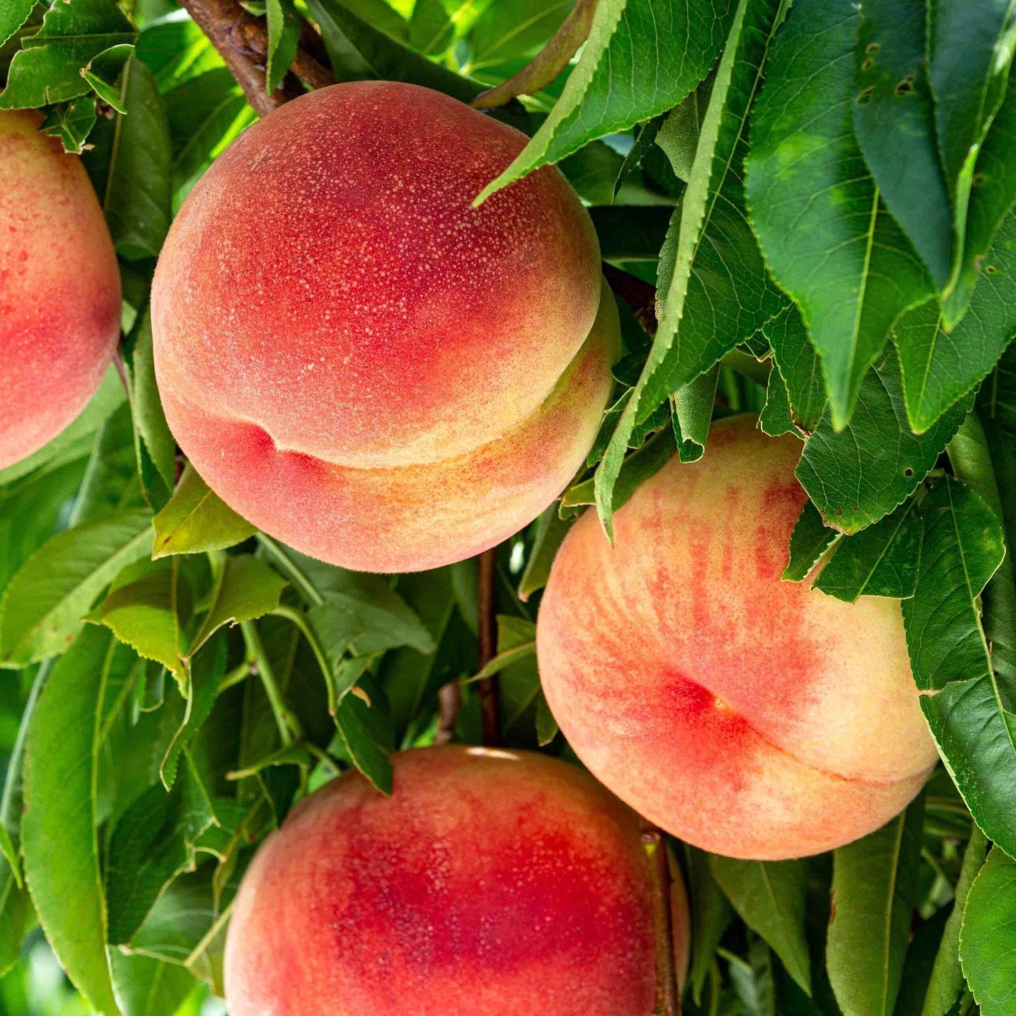 Ripe peaches hanging on a tree with green leaves.  Henderson Garden Supply