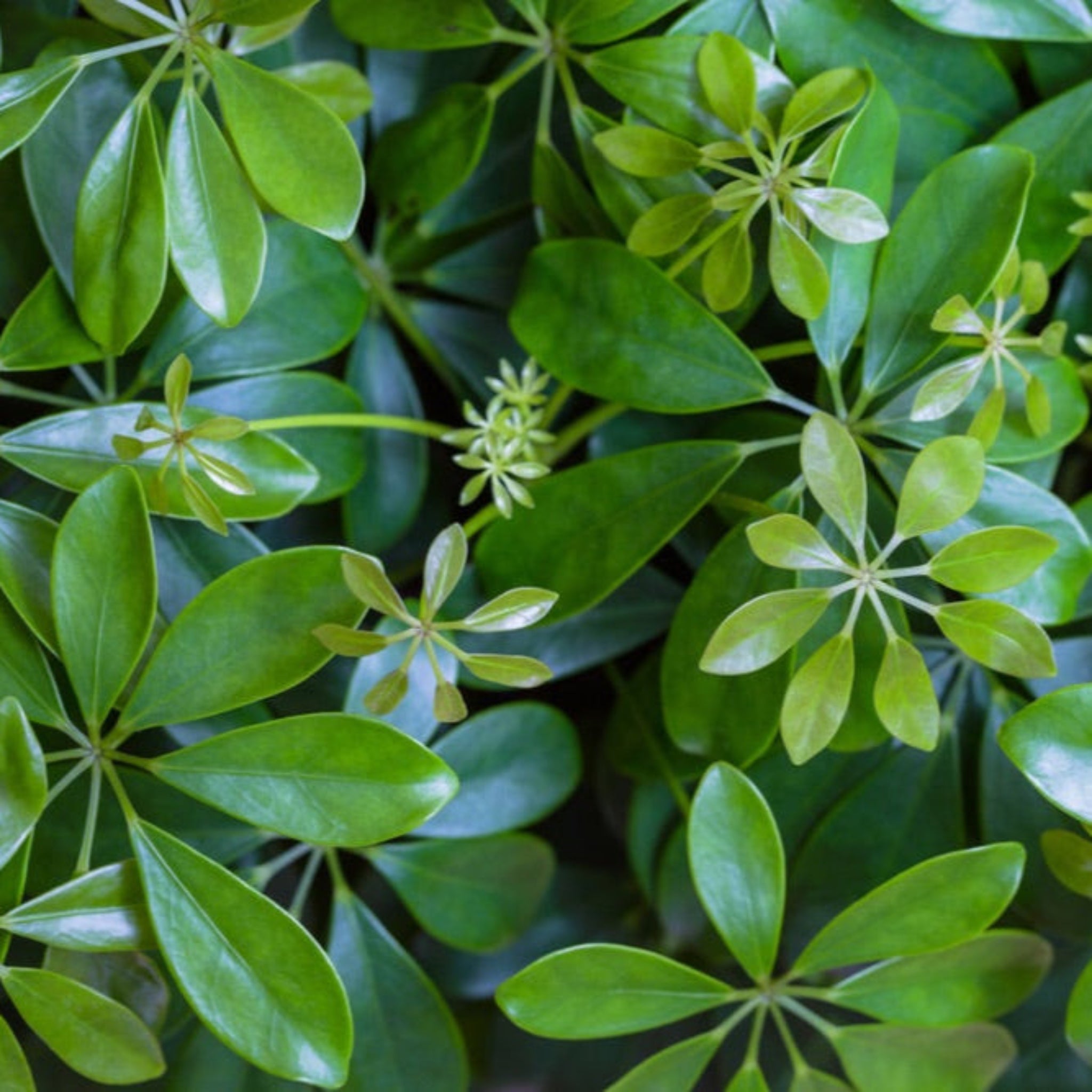 Close-up of green leaves with a focus on texture and color.  Henderson Garden Supply