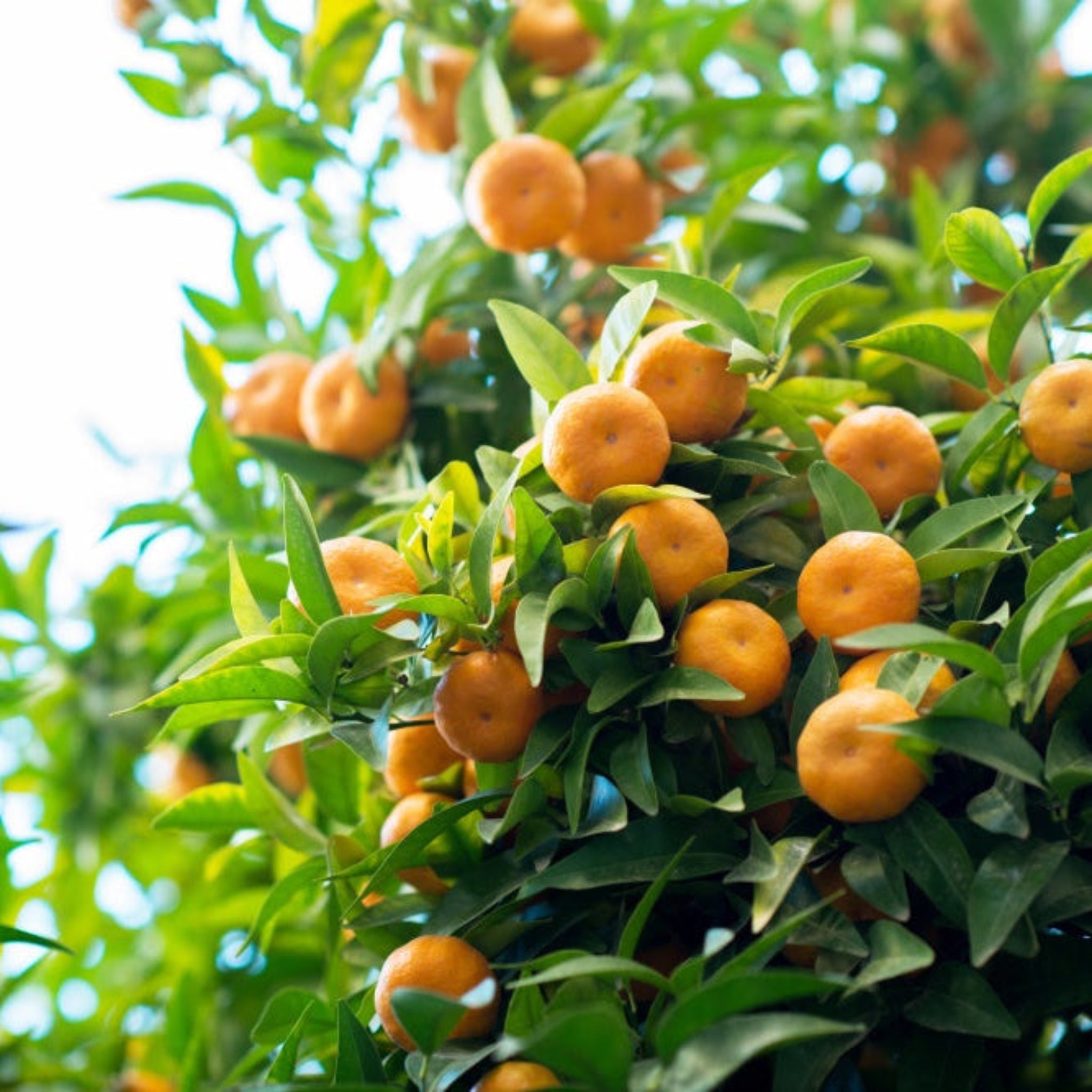 Oranges growing on a tree with green leaves.  Henderson Garden Supply