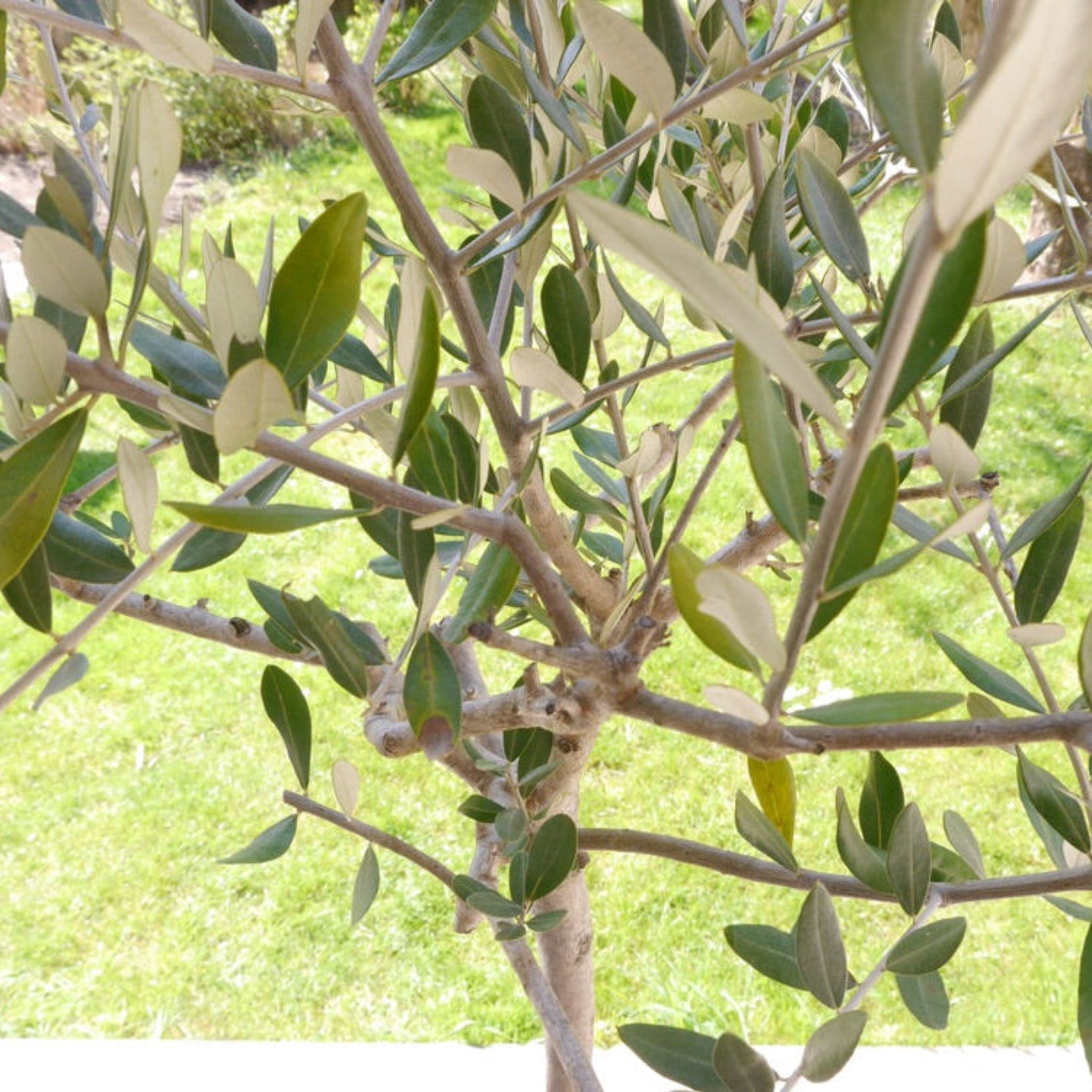 Close-up of an olive tree branch with green leaves against a blurred green background.  Henderson Garden Supply