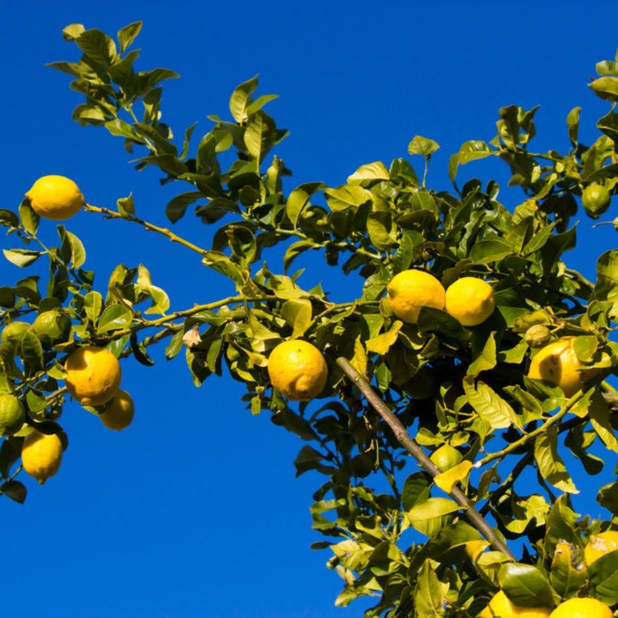Henderson Garden Supply Eureka Lemon Tree