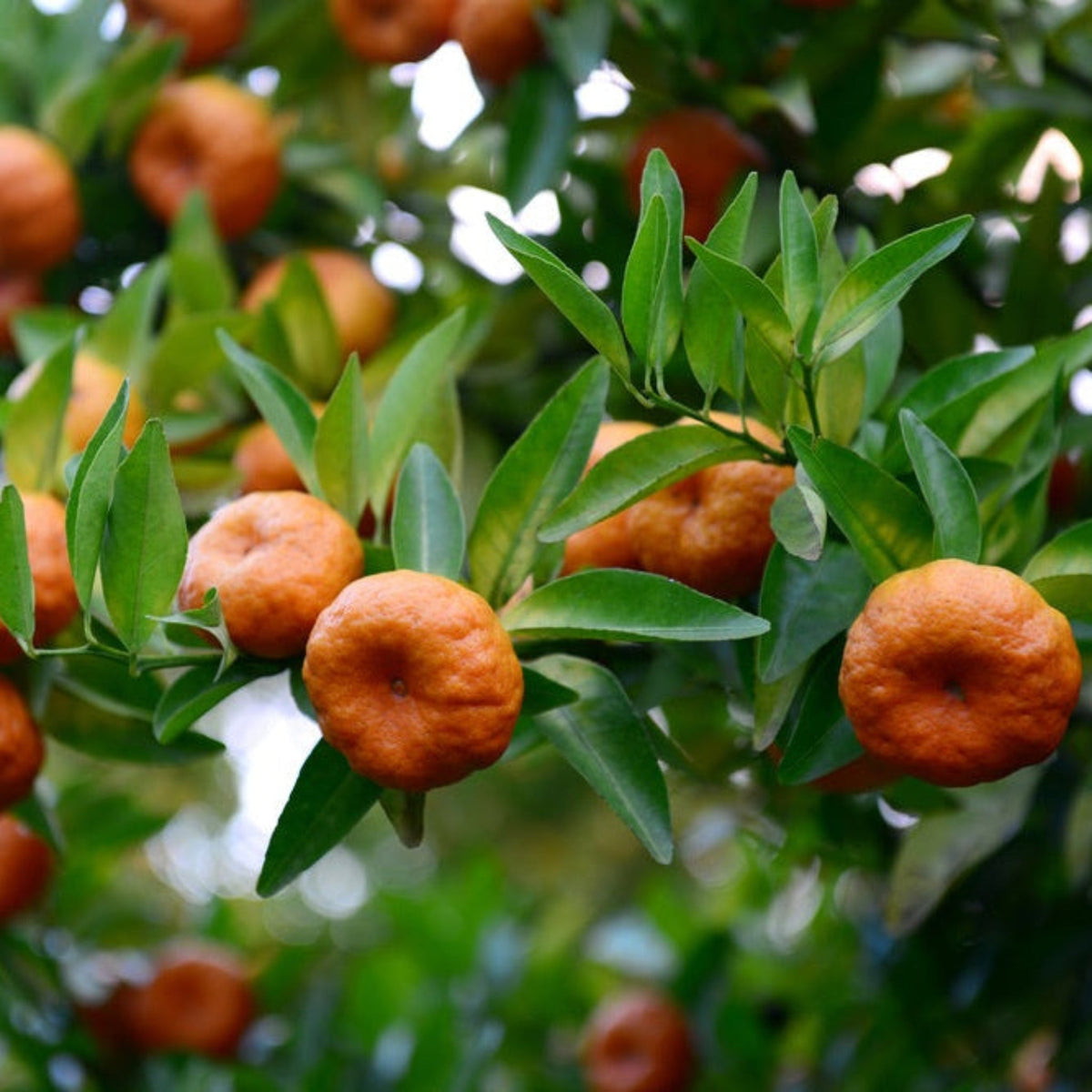 Gold Nugget Mandarin Tree – Sweet, Seedless Citrus