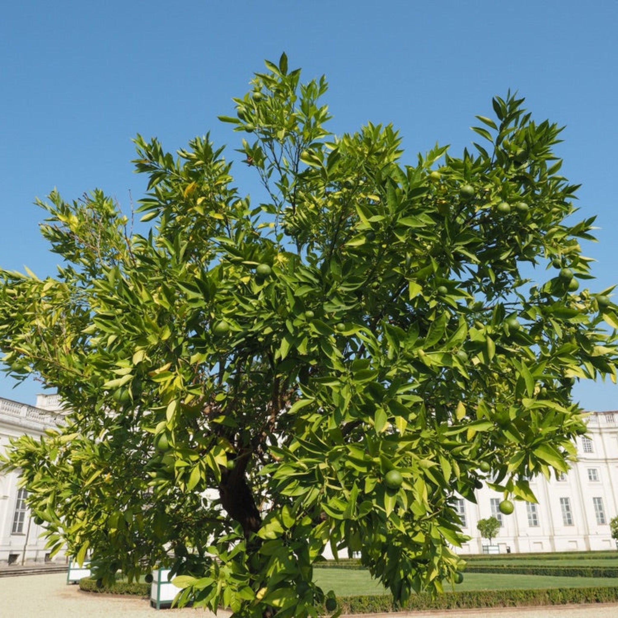 Large green tree in a garden with a building in the background - Lime Tree - Henderson Garden Supply