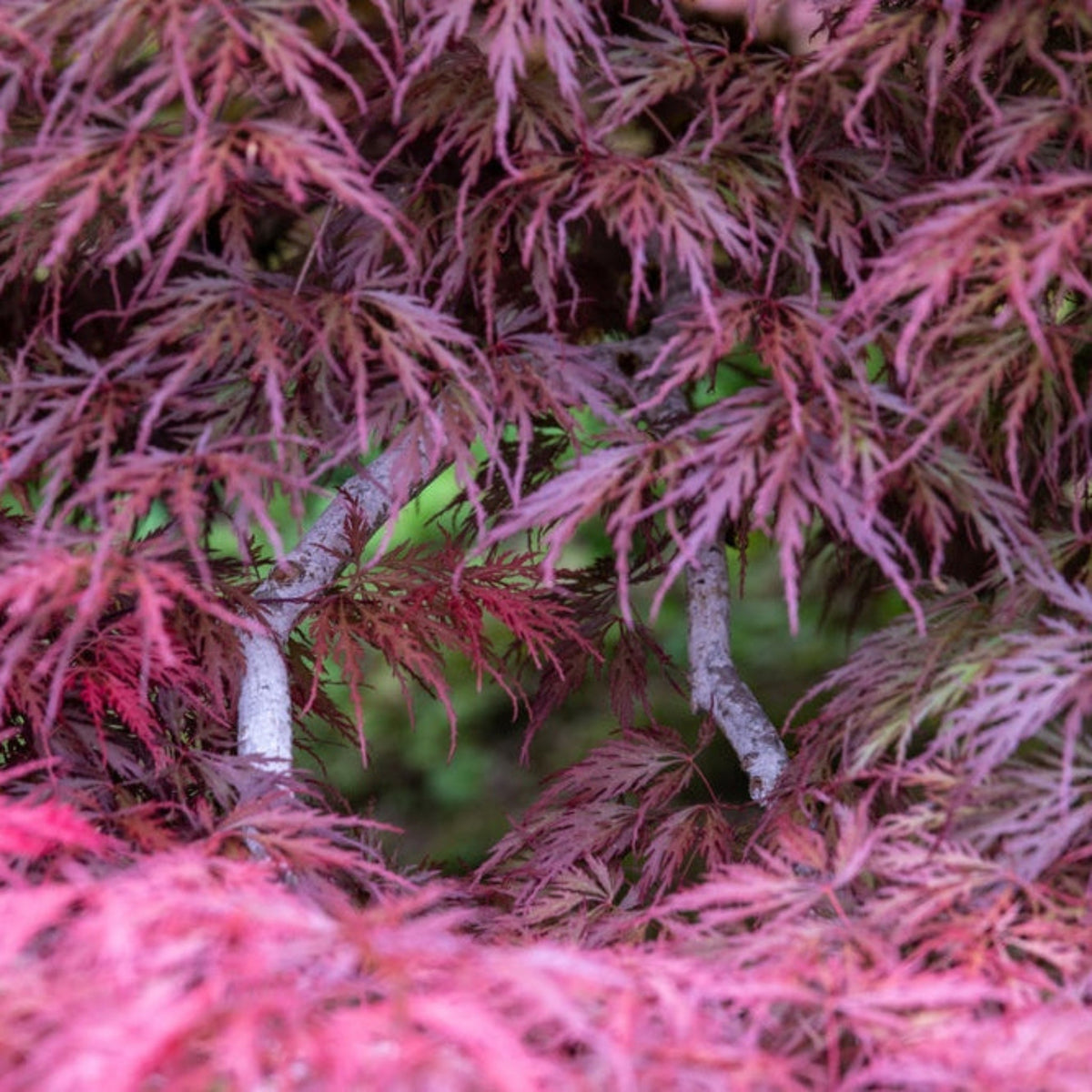 Inaba Shidare Japanese Maple – Purple-Red Laceleaf Tree