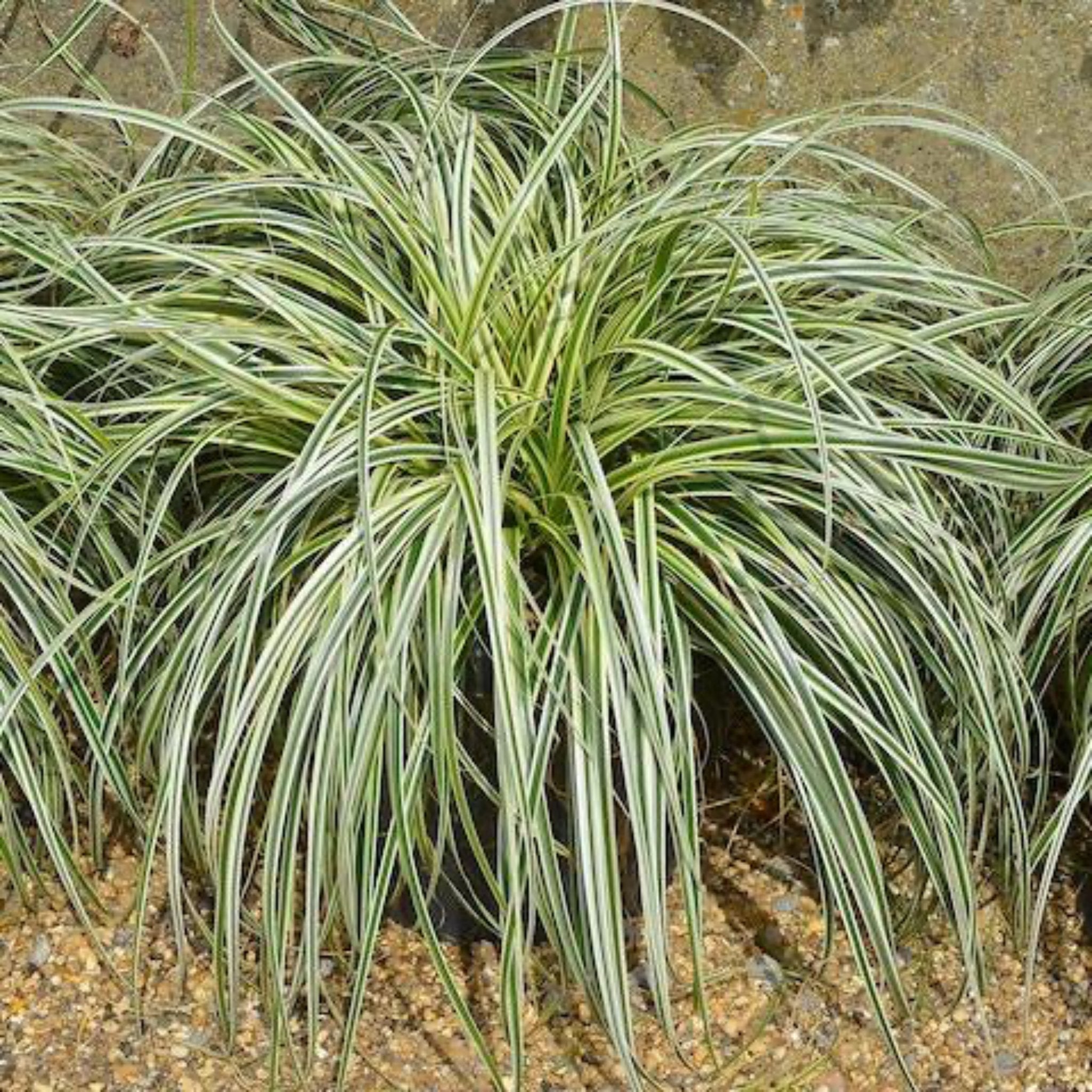 Green and white striped plant on a neutral background.  Henderson Garden Supply