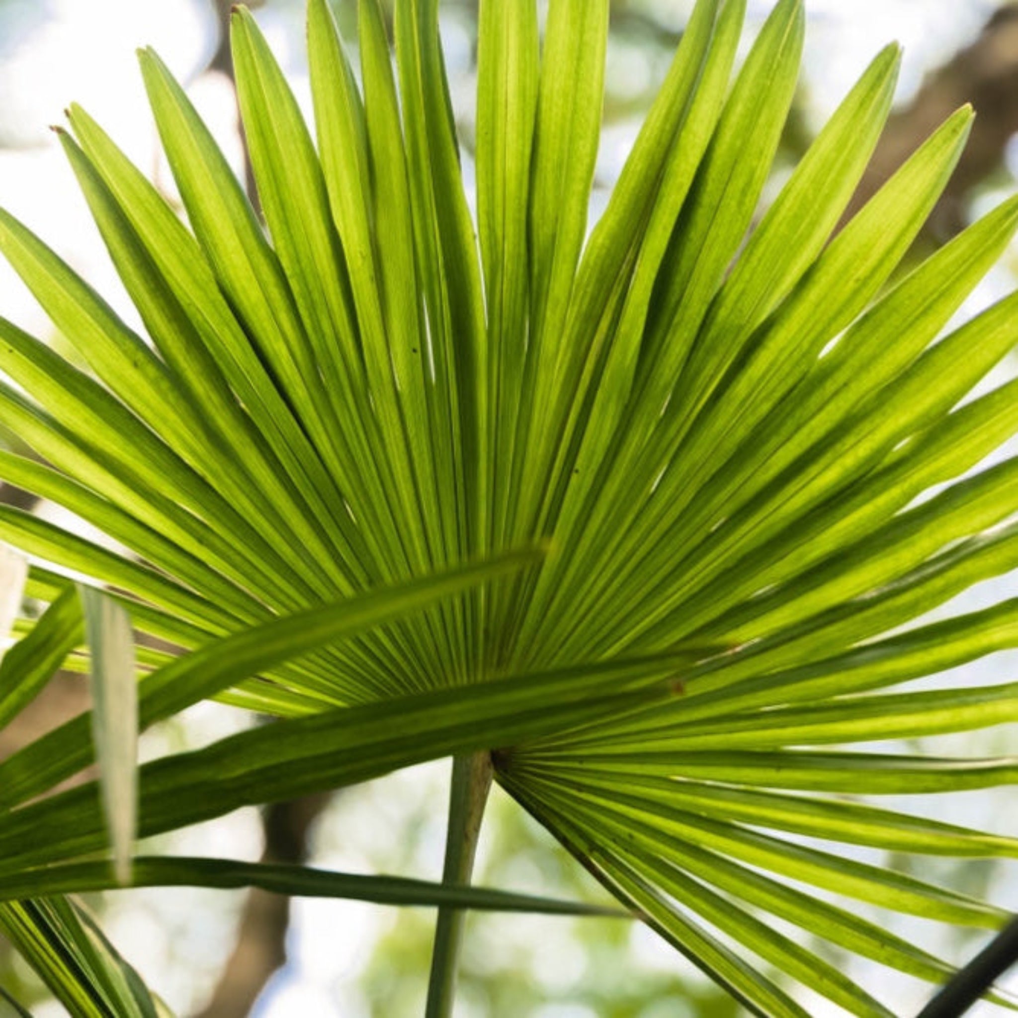 Close-up of a green palm leaf with a blurred natural background.  Henderson Garden Supply