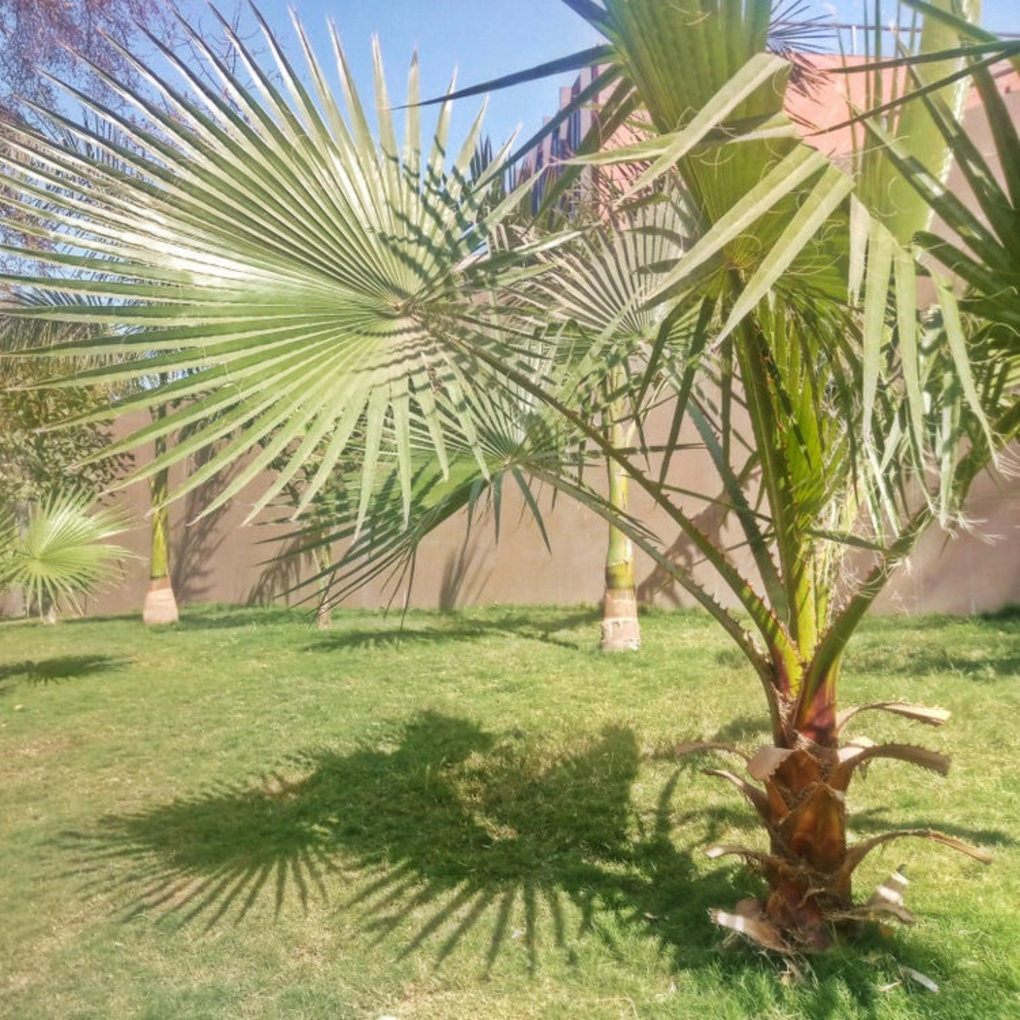 Palm tree on a grassy area with a building in the background.  Henderson Garden Supply