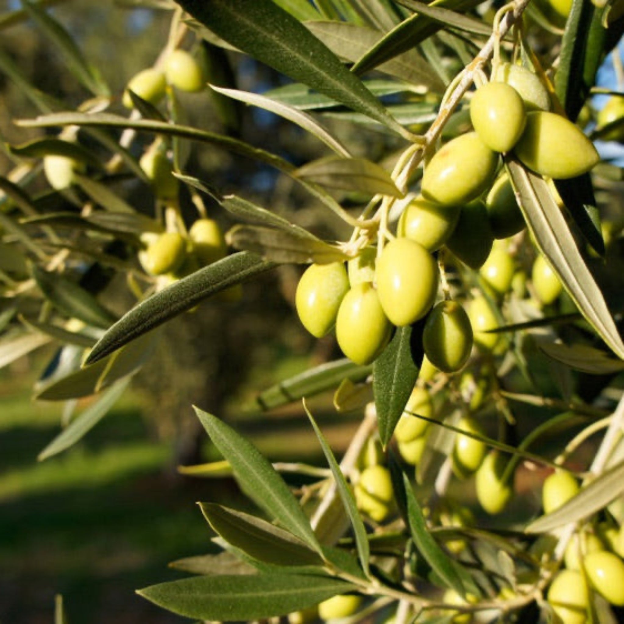 Olive tree - Henderson Garden Supply