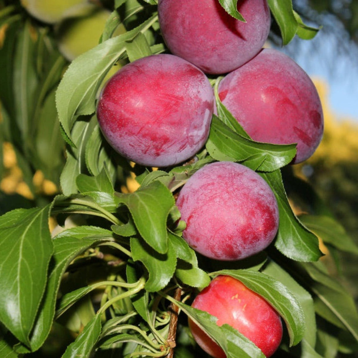 Santa Rosa Plum Tree