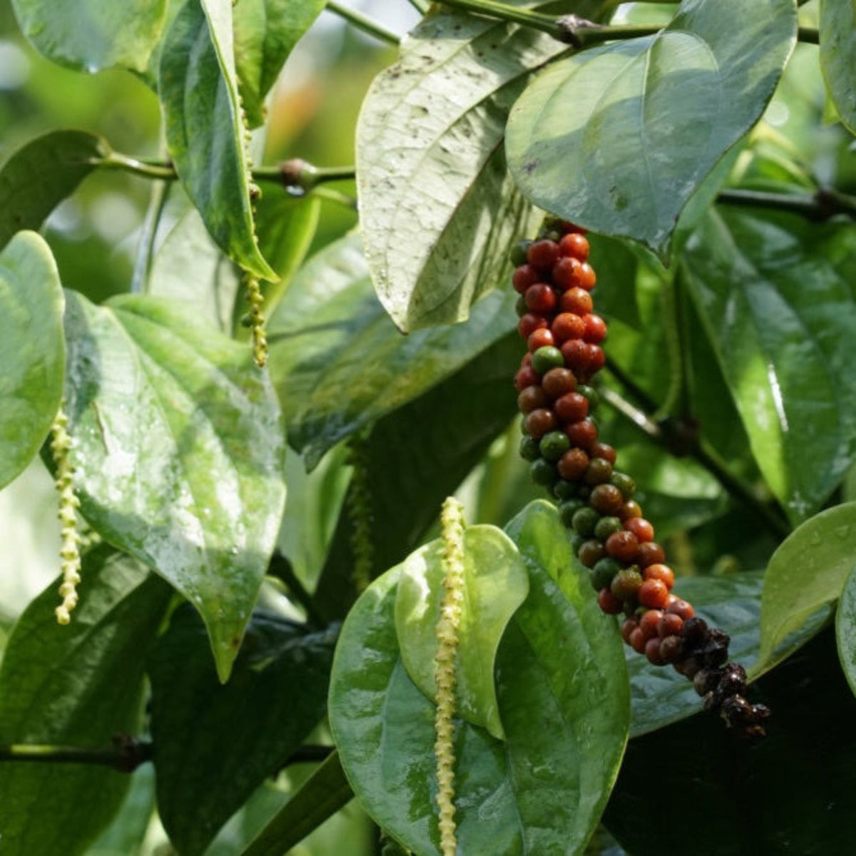 Black Pepper Plant – Piper nigrum Tropical Vine