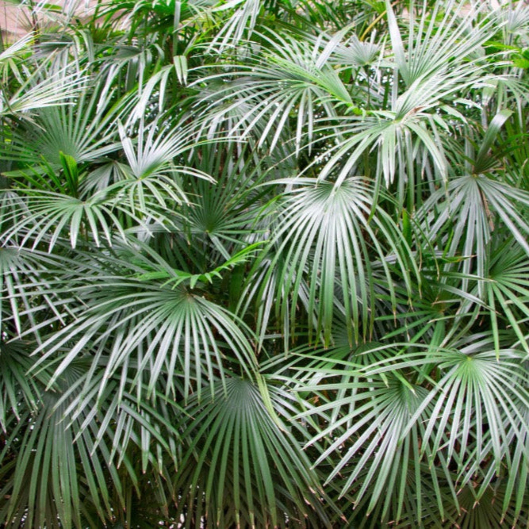 Close-up of a dense cluster of green palm leaves.  Henderson Garden Supply