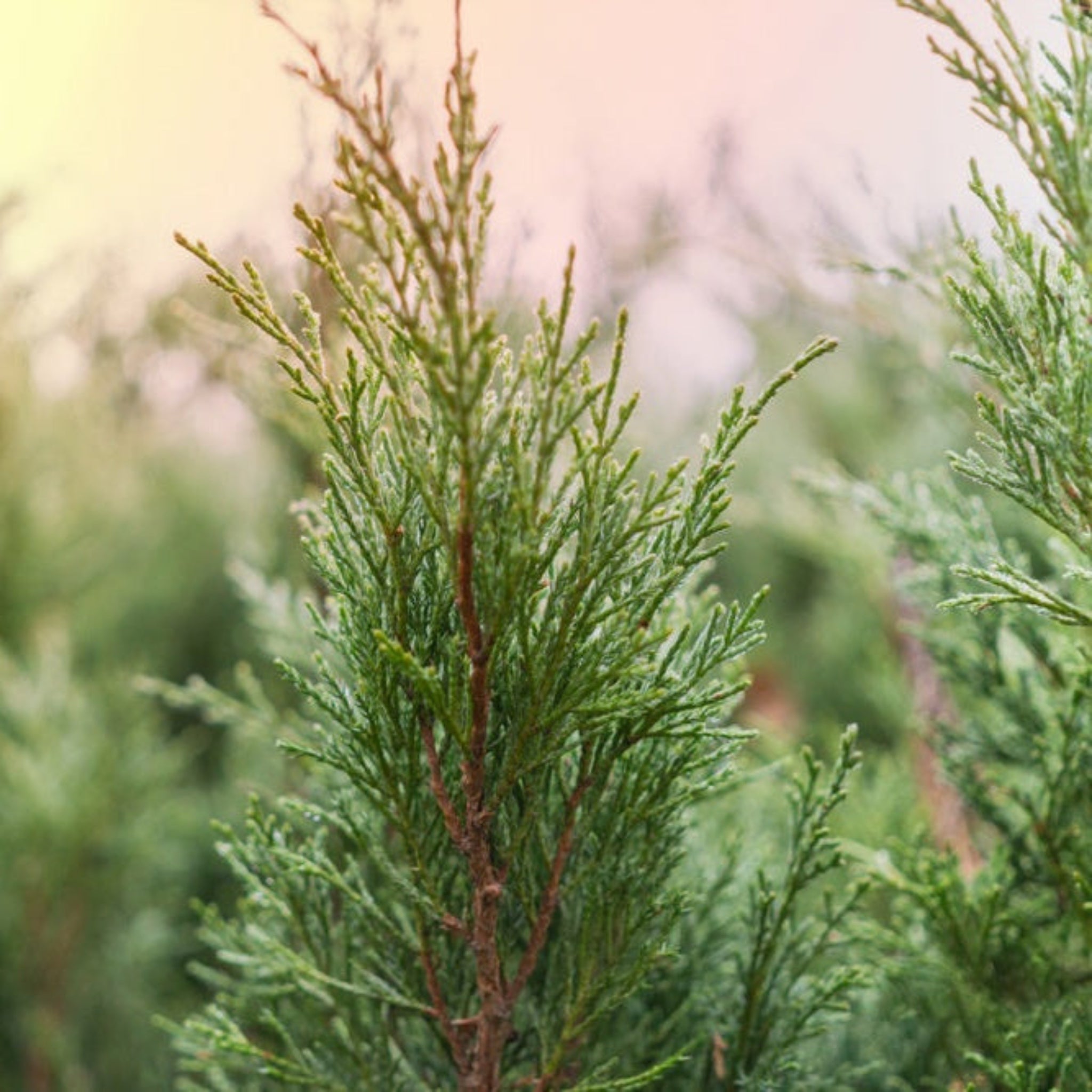 Henderson Garden Supply Brodie Eastern Red Cedar - Thumbnail 3