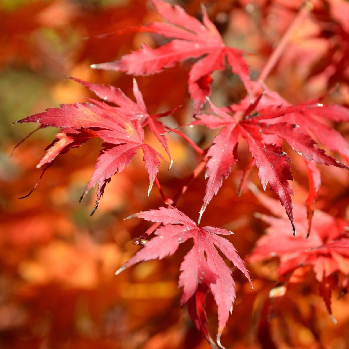Emperor Japanese Maple Tree – Rich Red Foliage